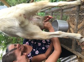 You can learn how to milk a Goat