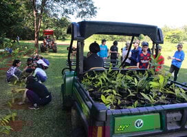 Rainforest Tree Planting