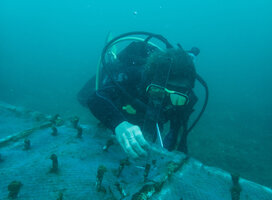 Planting Coral in the nursery