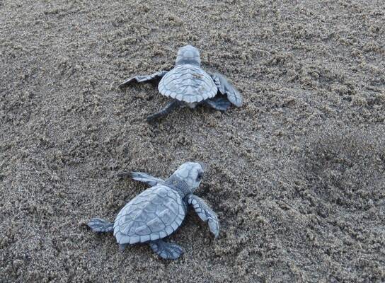 Olive Ridley hatchlings