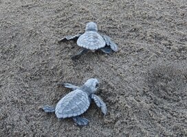 Olive Ridley hatchlings