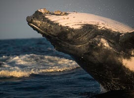 Humpback whale