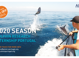 AIMM Dolphin Research Internship