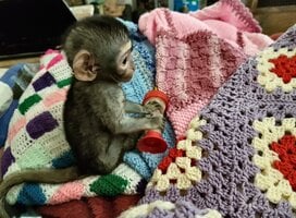 Orphaned monkey in need of love