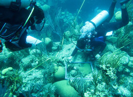 Laying a coral transect