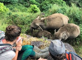 Learn about elephant behaviours
