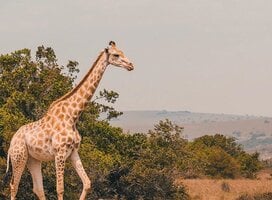 Big 5 African Wildlife & Conservation