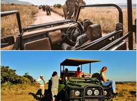 safari