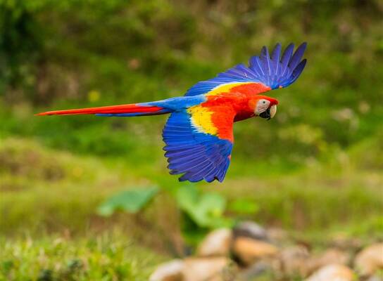 Scarlet macaw flying in Costa Rica