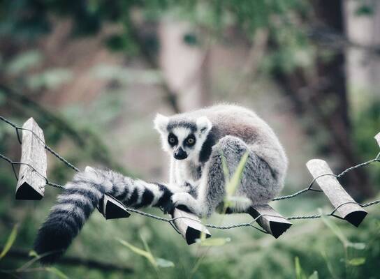 Lemur