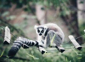 Lemur