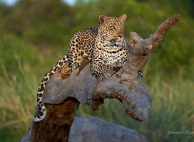 Leopard rests on a downed tree