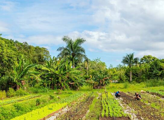 Workers in our permaculture fields