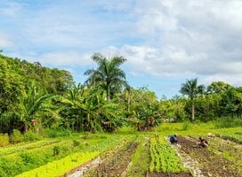 Workers in our permaculture fields