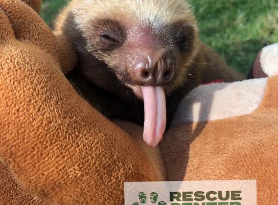 Maximus the sloth