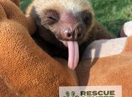 Maximus the sloth