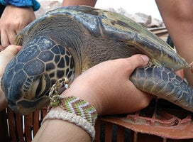 In Water Sea turtle Research - South Brazil