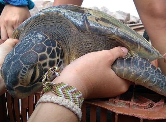 In Water Sea turtle Research - South Brazil