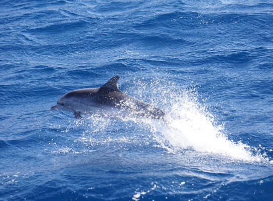 Dolphins