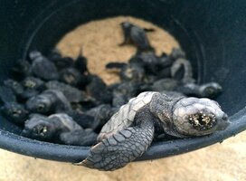 Sea turtle hatchlings inside a bucket about to be released to the sea