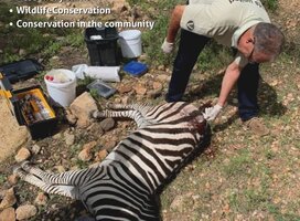 Wildlife Vet Experience - Dr Rogers