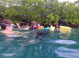Snorkeling in mangroves