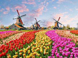 CIEE College Study Abroad in Amsterdam, Netherlands