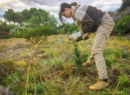planting native trees