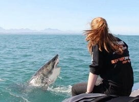 Shark Program