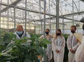 Students watching a pepper crop