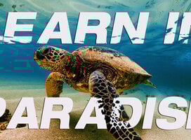 Learn in Paradise 