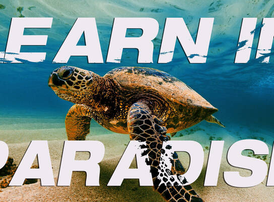 Learn in Paradise 