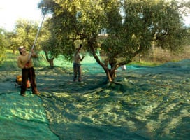  Agriculture & Viticulture