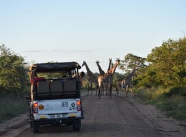Giraffes crossing the road in Kruger National Park as students watch