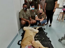 Veterinary care when one of our females was spayed to prevent breeding in captivity