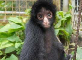 Rescued spider monkey
