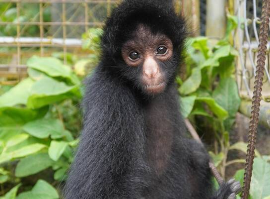 Rescued spider monkey