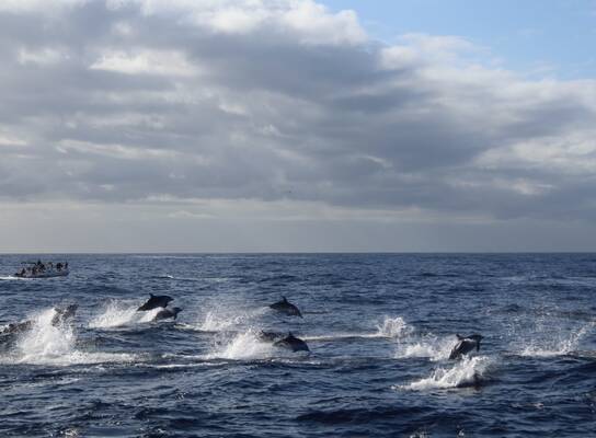 Marine Conservation Project in Tenerife
