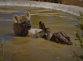Bones our Spotted Hyena 