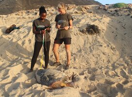 Volunteers with nesting loggerhead turtle at daytime