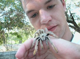 Volunteer handling a baboon spider
