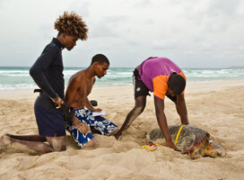 measuring a nesting turtle