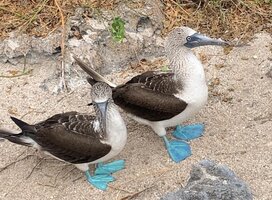Blue-footed boobies on beach
