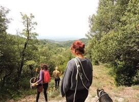 The forest