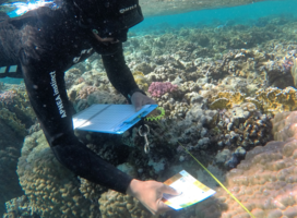 Marine Conservation Internship | Red Sea - Egypt | Field Program