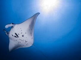 Manta 