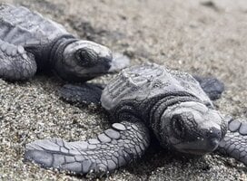 Green turtle newborns in their way to reach the ocean