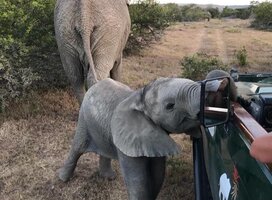 Sibuya Wilderness Experience