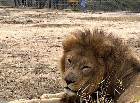 Children learning about the protection of lions