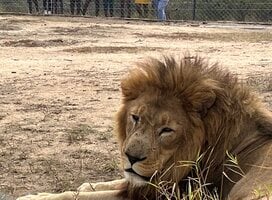 Children learning about the protection of lions